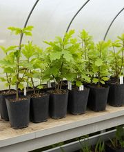 SaatGut Hassler Bild 12