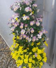 Les Serres de la Menardiere image 5