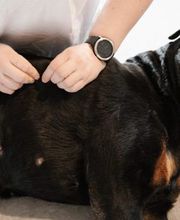 Hero Tierphysio Kochniss Bild 1