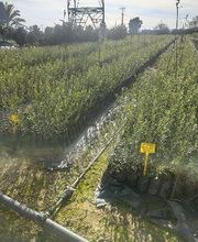 Viveros de Olivos Manoli imagen 1