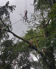 Arborista Baumdienst Baumpflege Baumfällung Baumarbeiten Bild 4