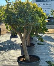 Cultur'Arbres image 15