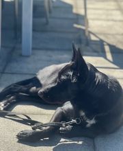 Focus Dogs Hundeschule KlG Bild 12