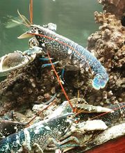 Augusto Chez Laurent image 1