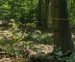 Freie Bestattungsbäume im FriedWald Kamenz sind mit einem farbigen Band markiert.
