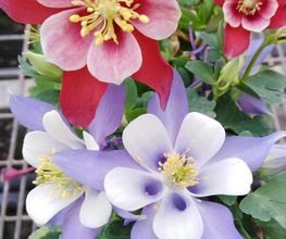 Marty Fleurs image 11