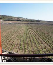 Bourgogne Moniot Nié image 7