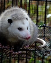 Critter Control - Newburgh image 6