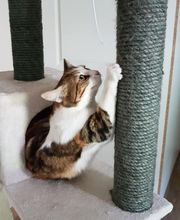 Pattenrond & Cie image 16