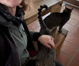 Pet-Relax Bild 9