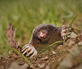 SBG-Antiparasite image 3