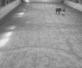 Centre Equestre de Crézancy image 8