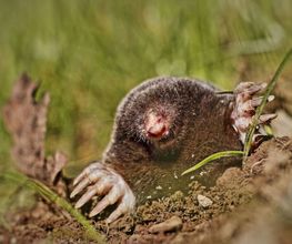 SBG-Antiparasite image 1