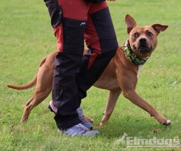 Elmdogs Bild 7