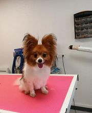 Toutou Tip Top image 7