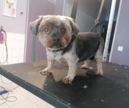 L'Espace Canin image 7