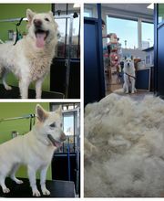 Artist'O Chien image 7