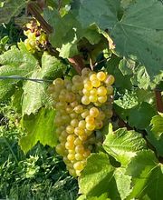 Waris Larmandier EARL image 17