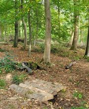 FriedWald Schurwald Bild 5