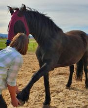Nicola Annaberger, Pferdeosteopathie Oberland, Pferdephysiotherapie Oberbayern, Pferdeosteopathie Oberbayern, Osteo Pferd Bild 14
