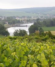 Champagne Baron Albert image 6