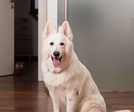 Dino