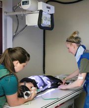 Indian Tree Animal Hospital image 18