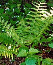 Ihr Wunschgarten Bild 6