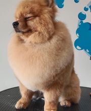 Toiletteur Zencani'cat image 13