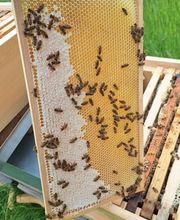 Saarimkerei Gaul Bild 3