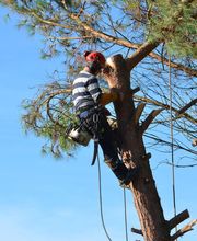 Arborie Parcs Et Jardins image 3