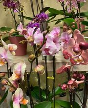 Fleur Evasion Sàrl Bild 10