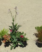 Damien Vivier Pépinières image 2