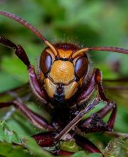 Désinsectetout image 4