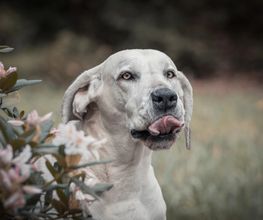 Hunde-Shooting-Outdoor-Klick-Moment-Fotograf-Gera-Zwoetzen-Buergerhof.jpg