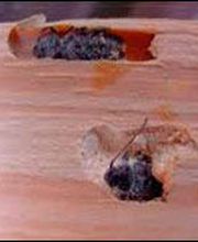 acuchillados-aguirre-madera-con-carcoma-3.jpg