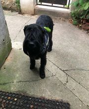 Armelle Toiletteuse Chiens Et Chats image 20