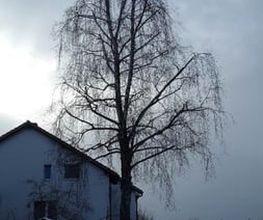 Plantflor Bild 1