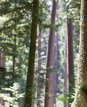 Freie Bäume im FriedWald Michelstadt sind mit einem farbigen Band markiert.