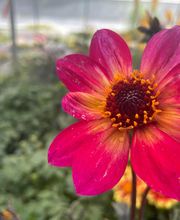 Bioflore Provence Pépinière & Horticulture image 4