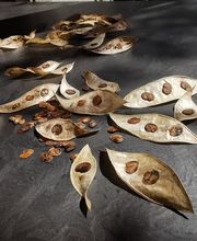 Wildpflanzengärtnerei Flora di Berna Bild 7