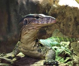Reptiland image 13