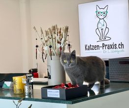 Katzen-Praxis.ch Bild 9