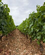 Domaines et Saveurs Collection SAS image 4