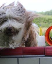 Hundeschule RolfsRudel  Rolf Matar Bild 12