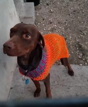 Cani Services image 10