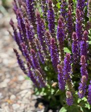 Jacobs Berry Farm image 17
