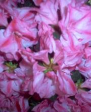 Les Compagnons de la Nature image 6