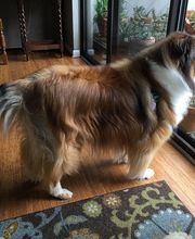 Parkwood Animal Hospital & Boarding image 11