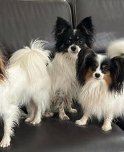 L'ETOILE D'OURALE image 8